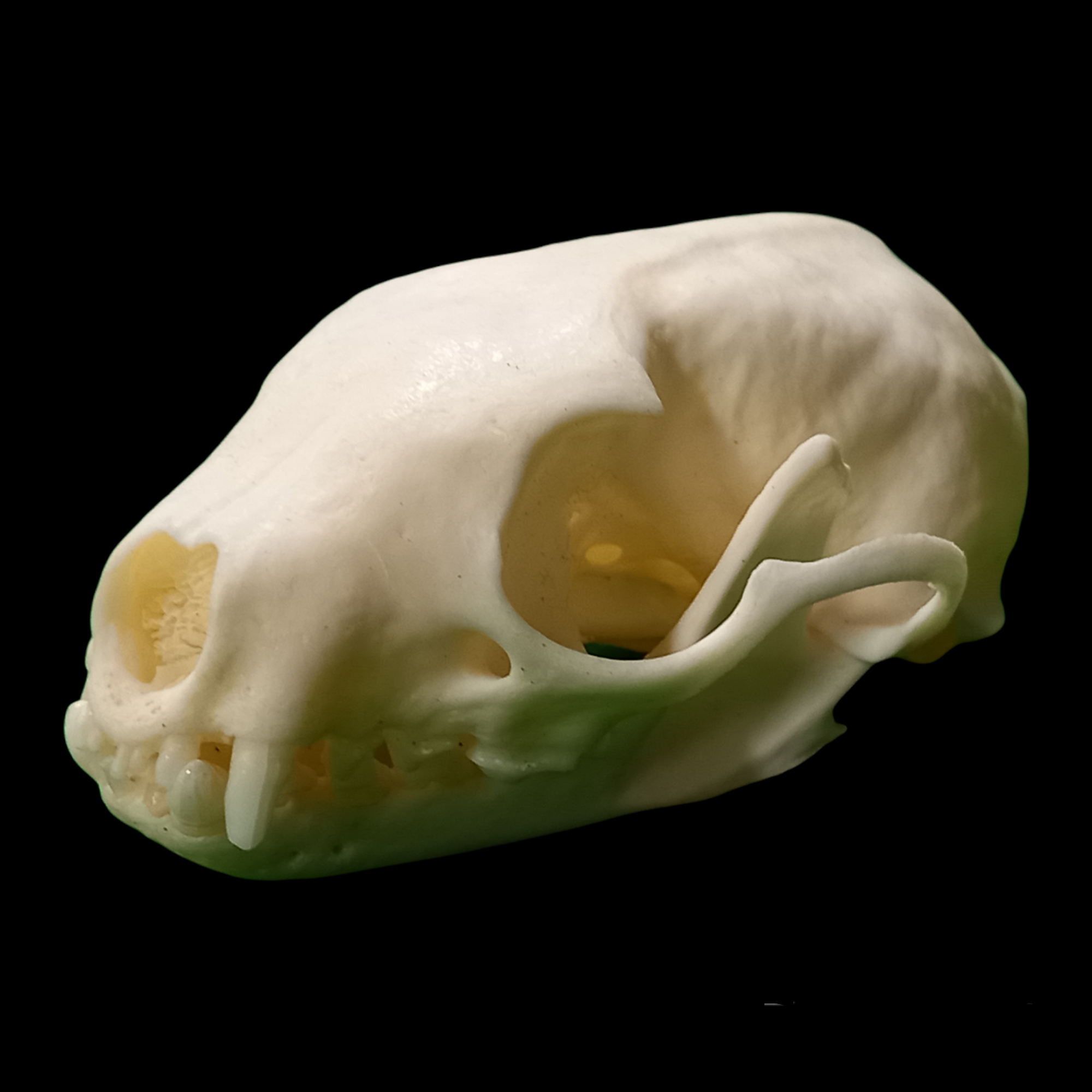 Beech marten skull