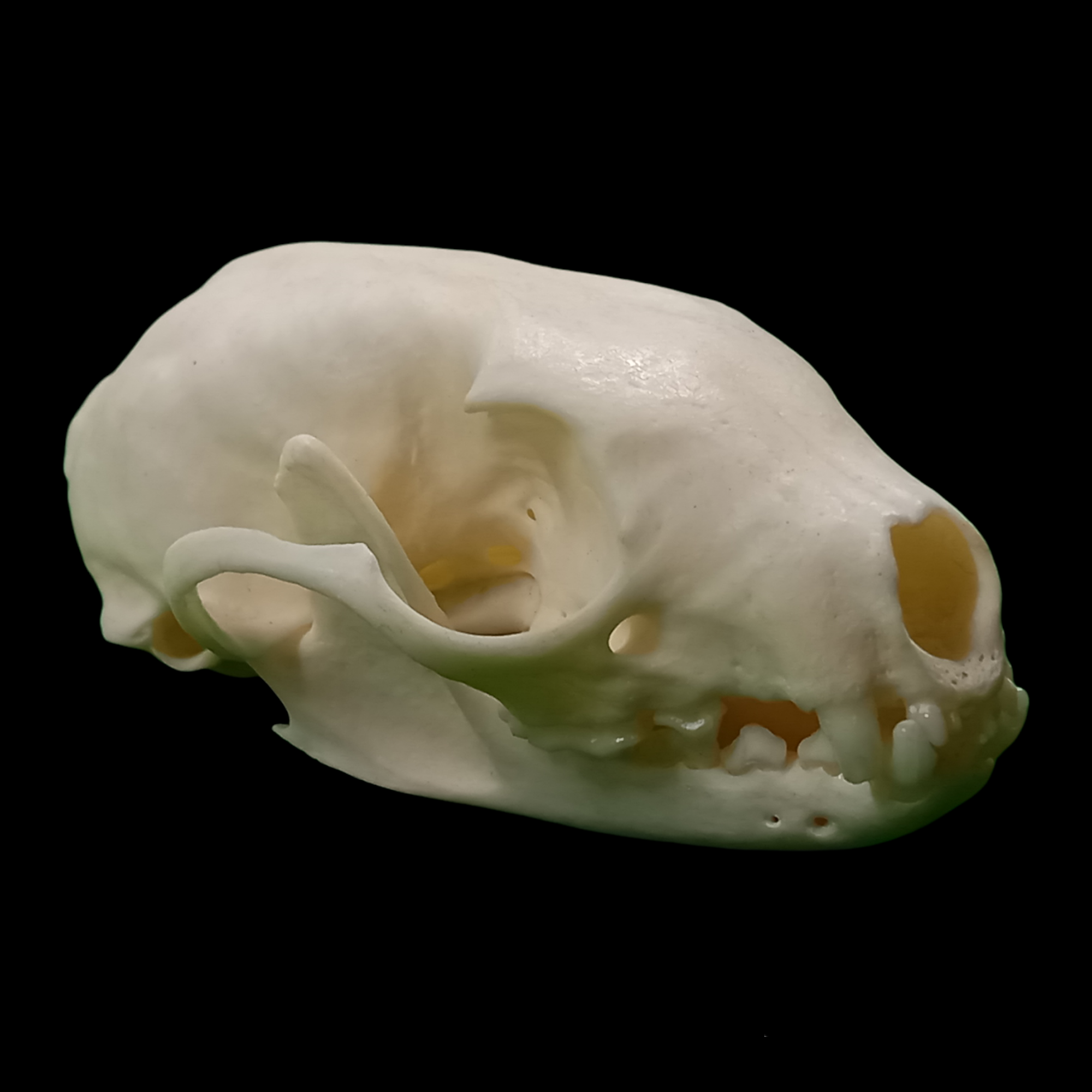 Beech marten skull