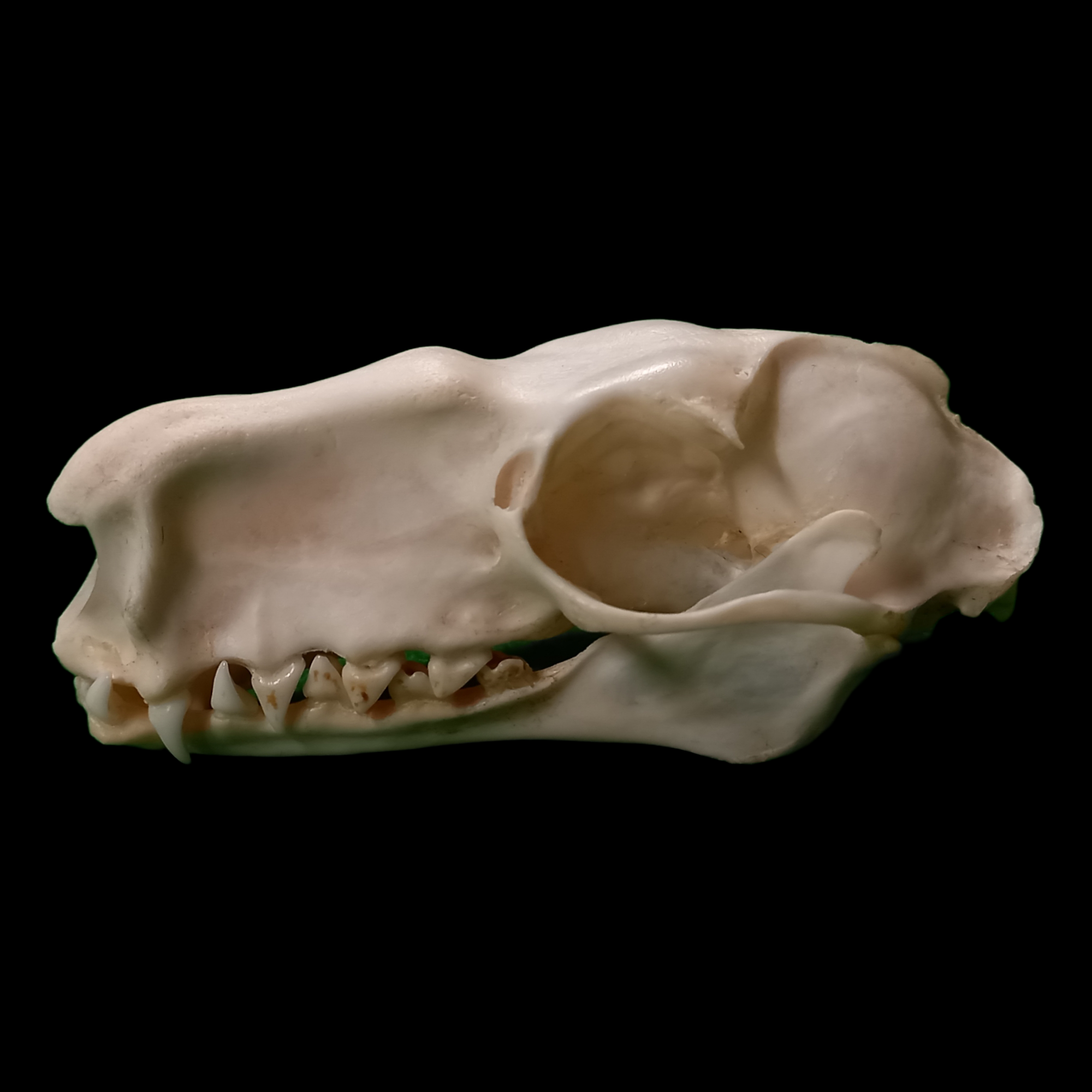 Male Hammerhead bat  skull