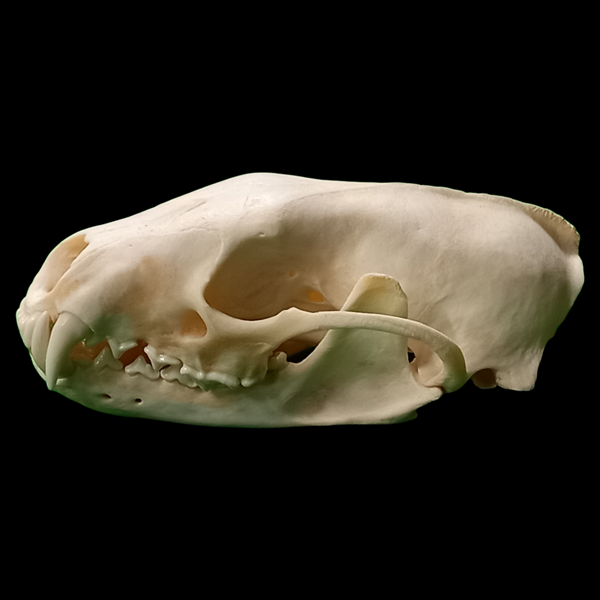 Male fisher skull