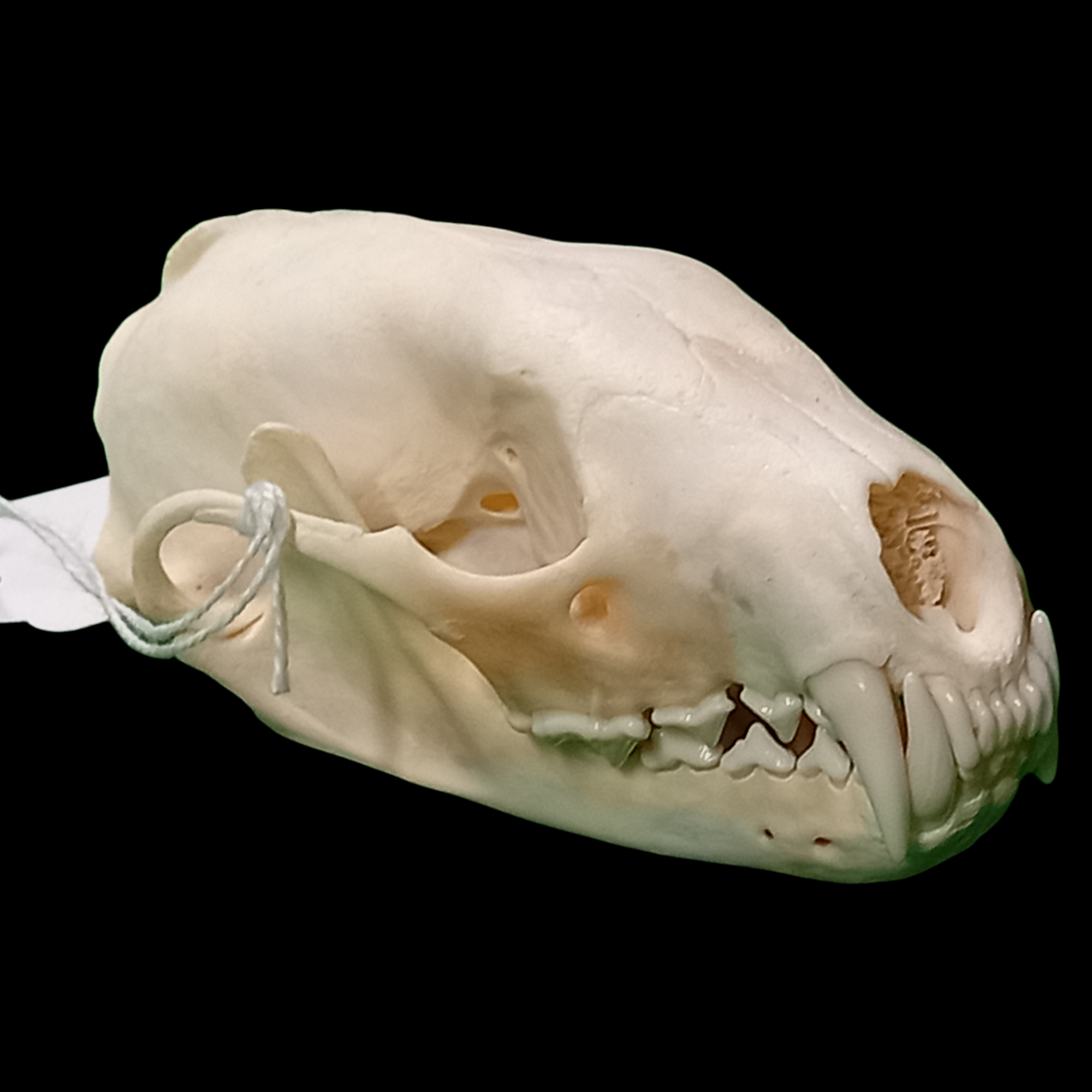 Male fisher skull