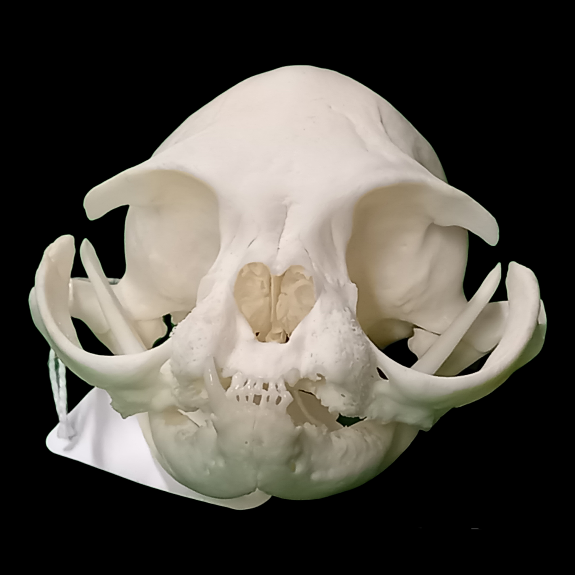 Persian cat skull