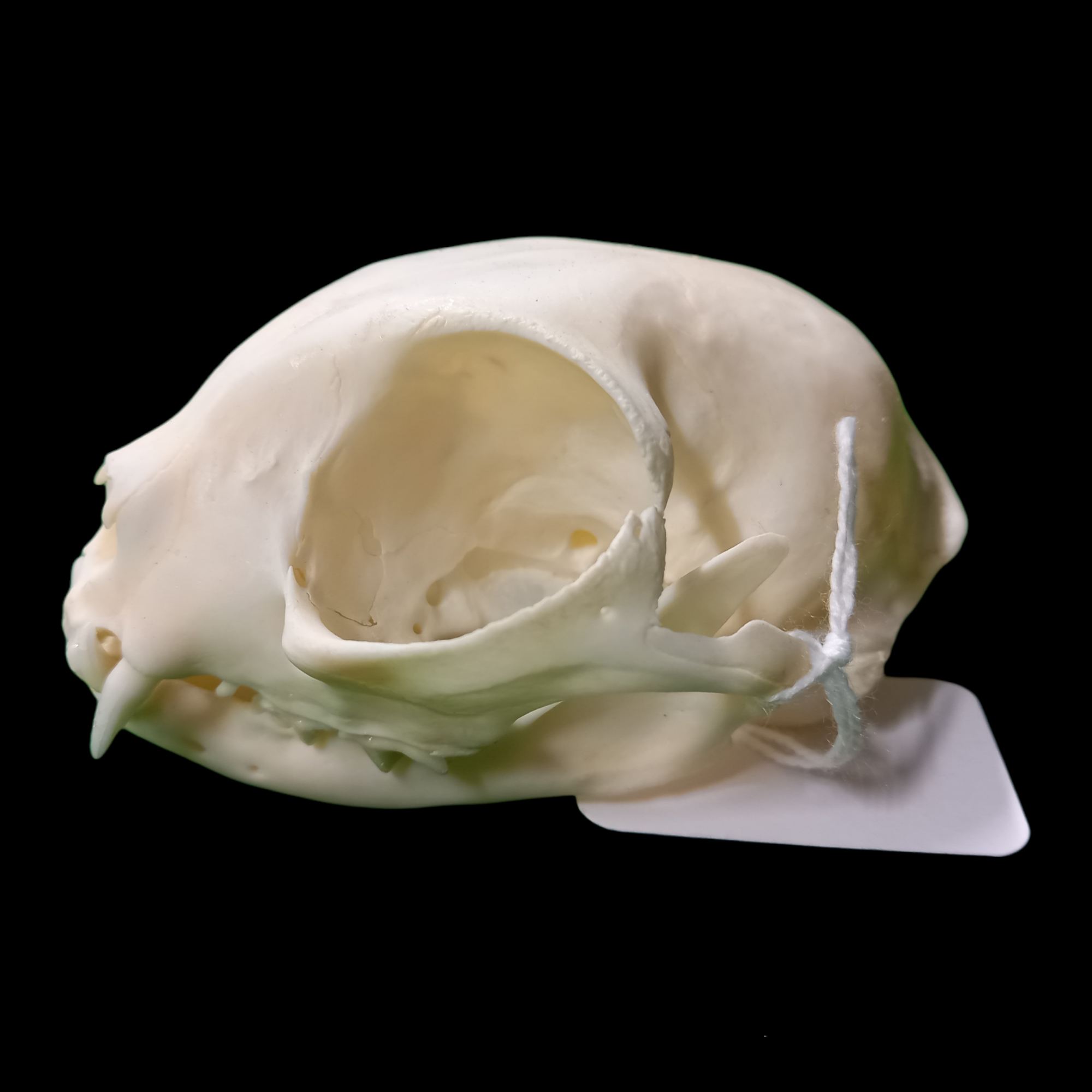 Sphinx cat skull