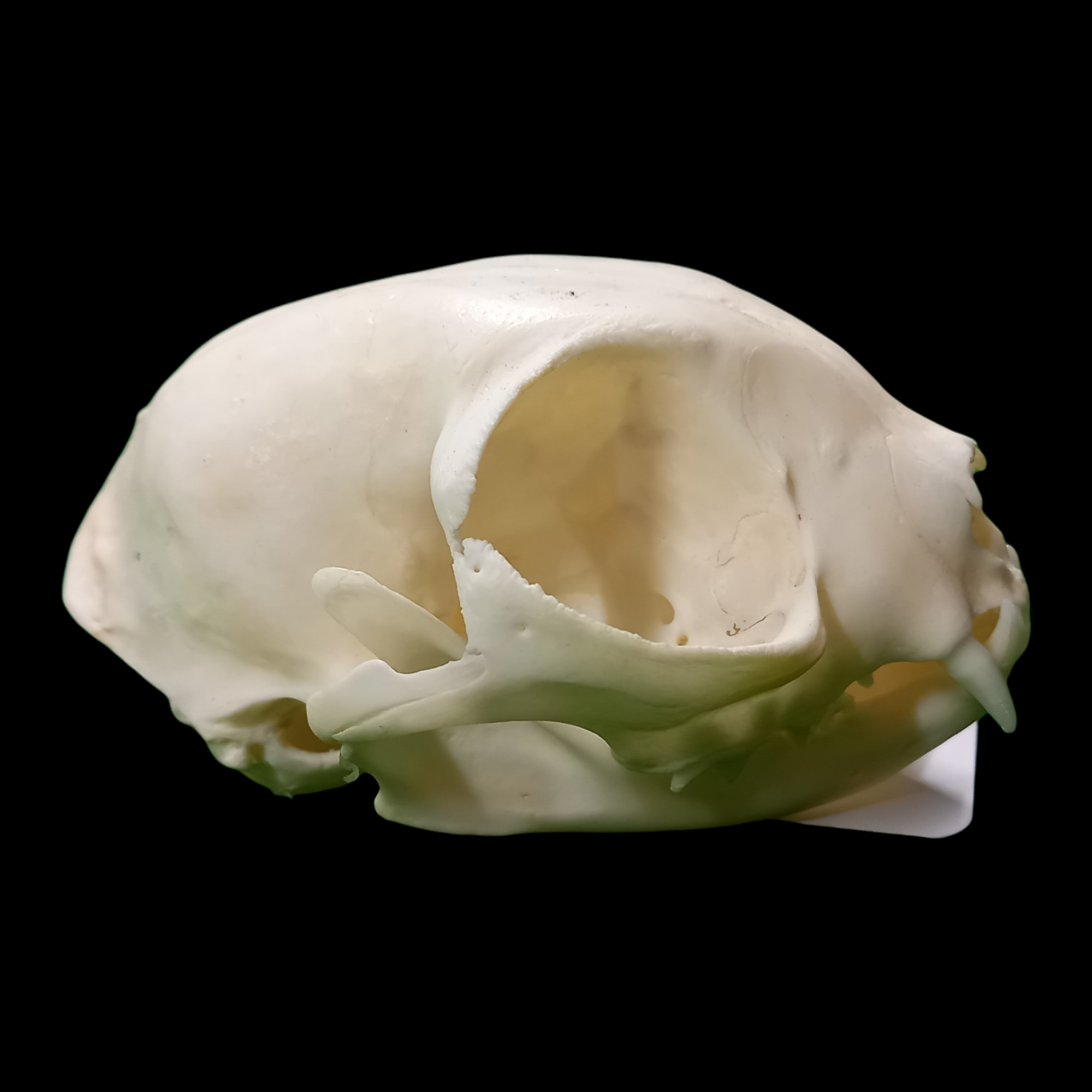 Sphinx cat skull