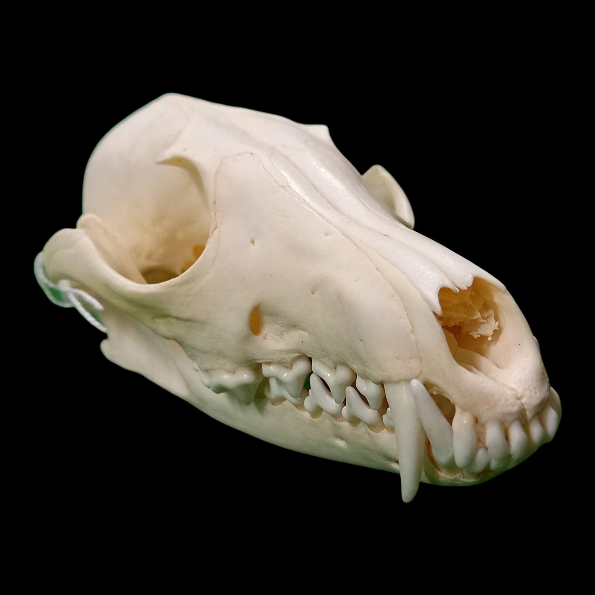 Red fox skull