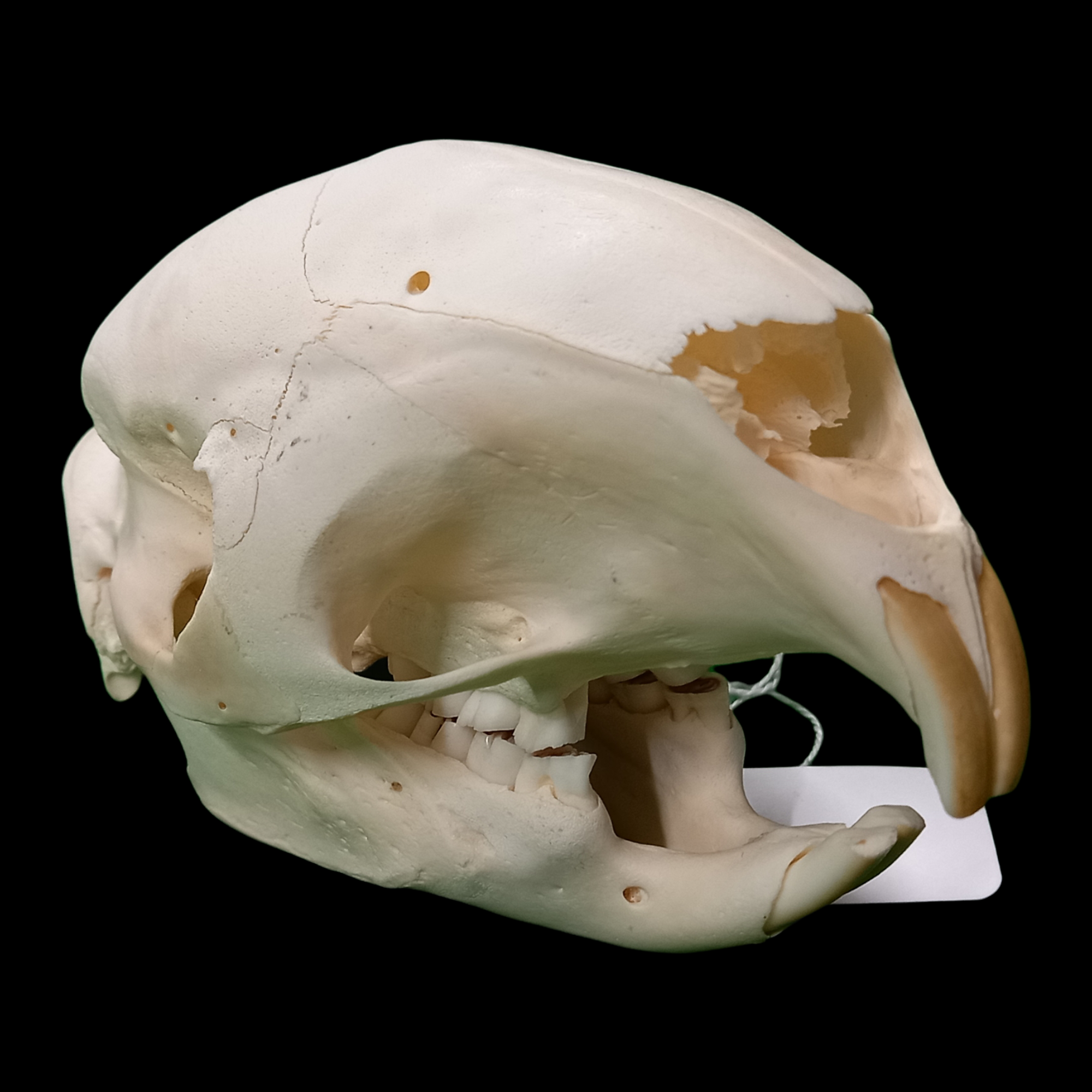 South African porcupine skull