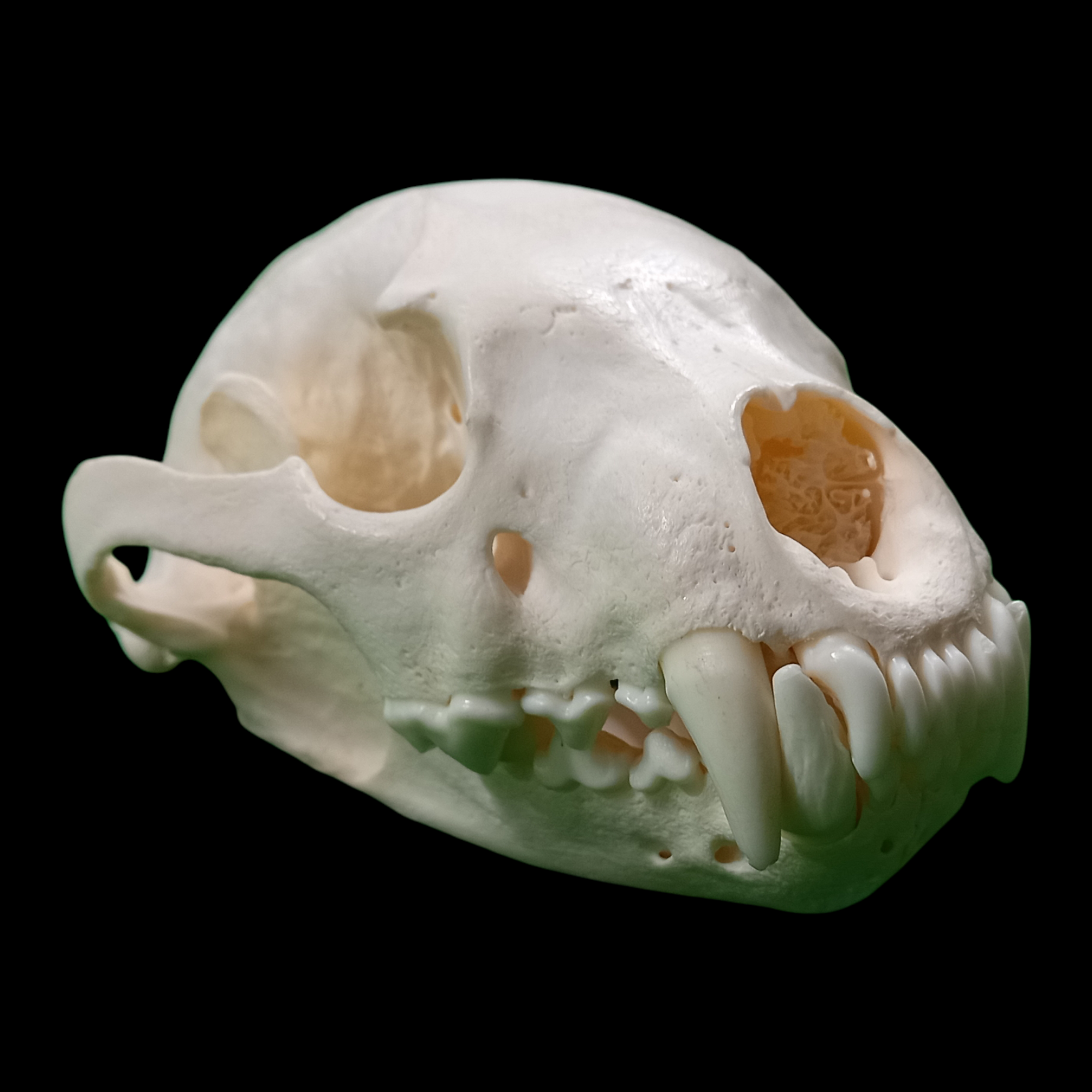 Wolverine skull