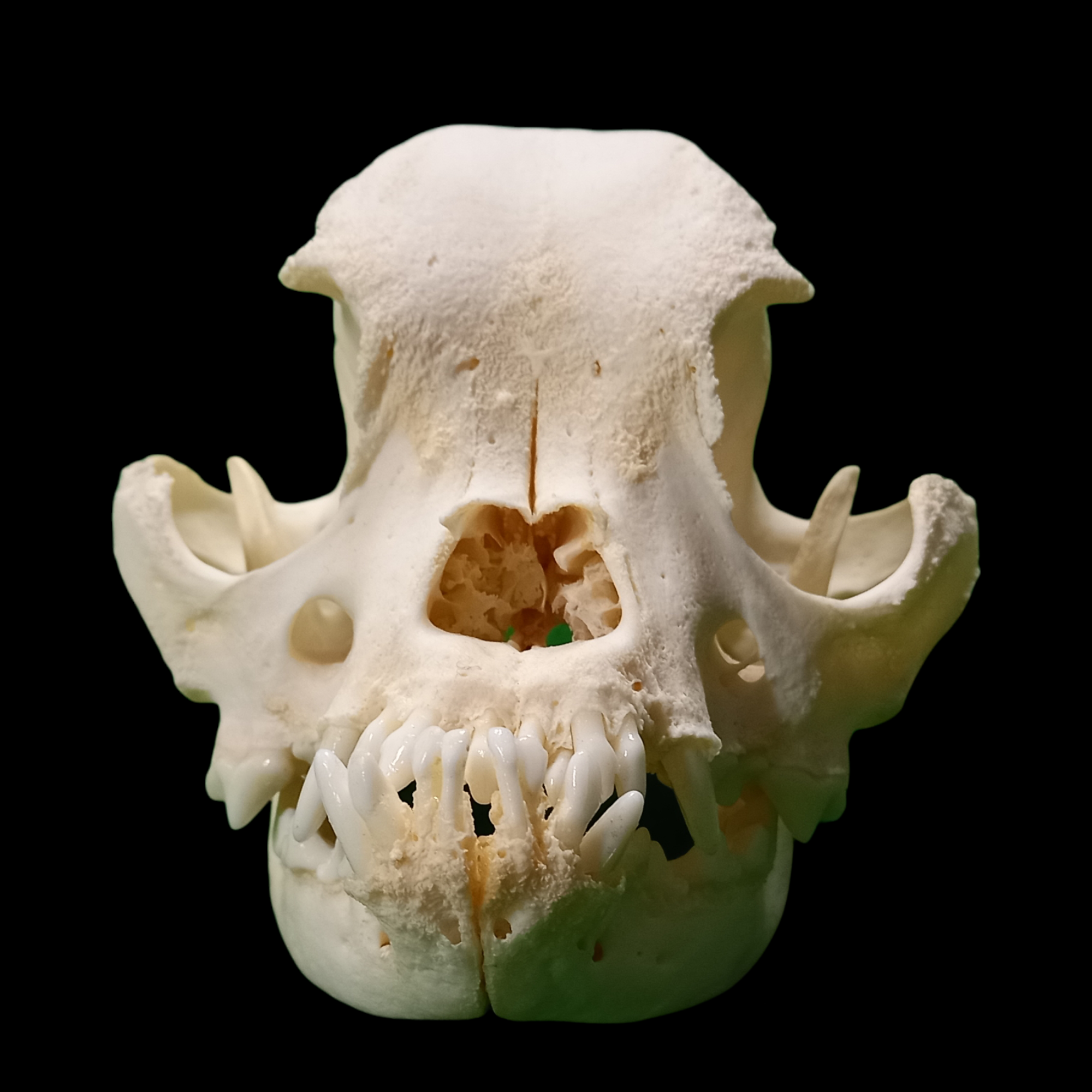 French bulldog pathological skull