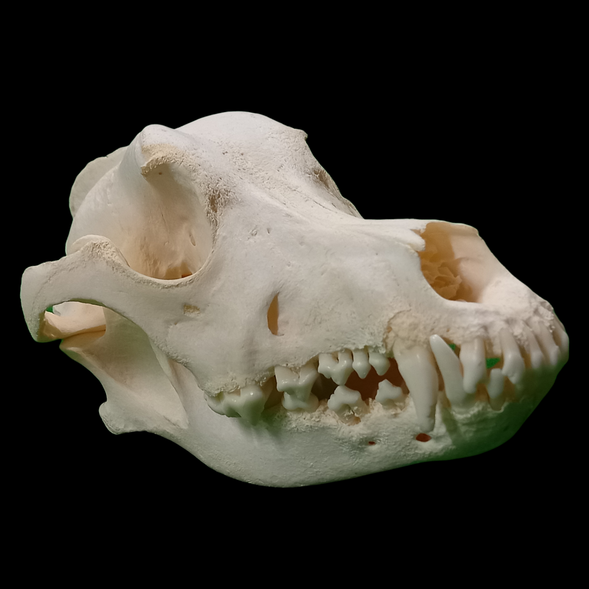 Black labrador skull