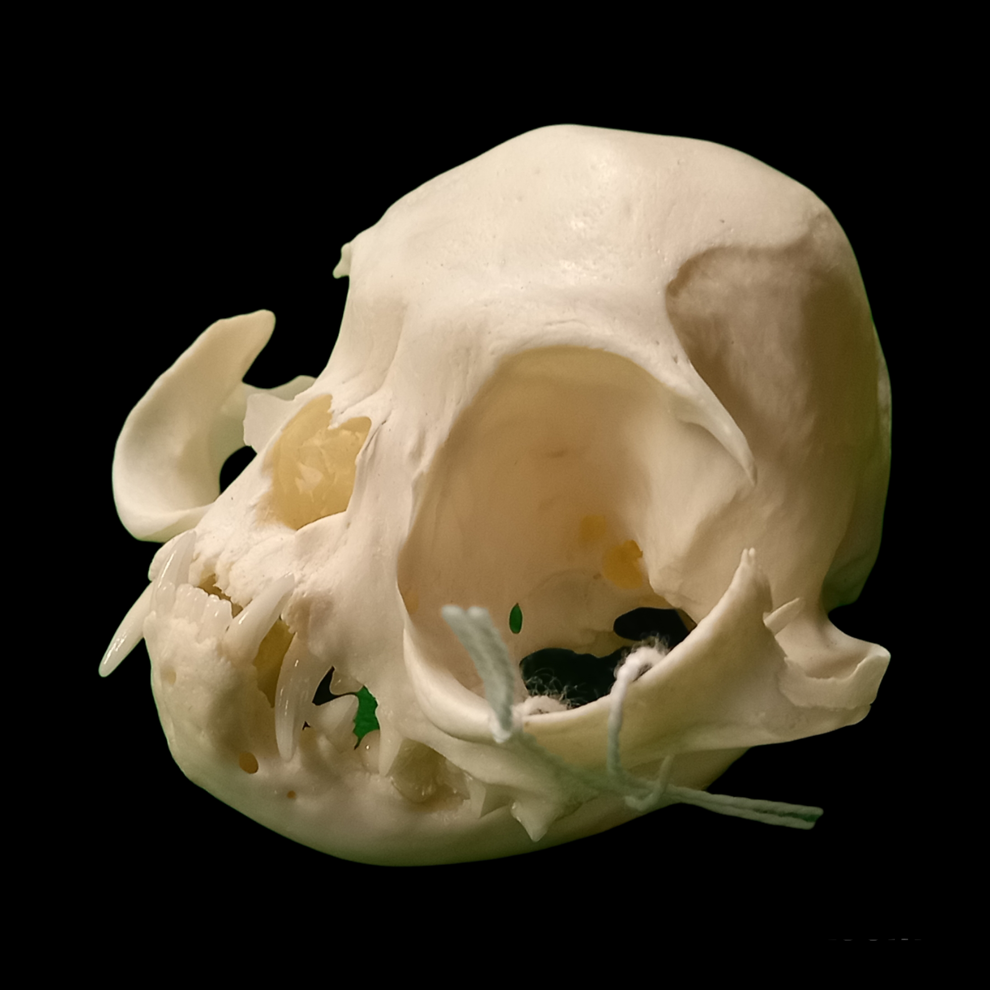 Persian cat extreme skull