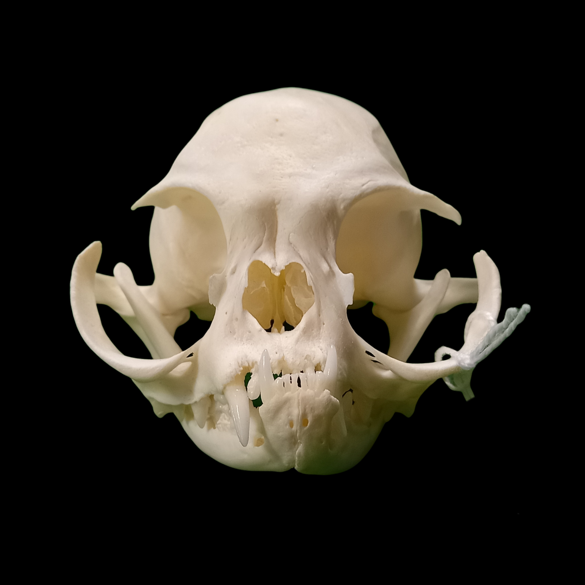 Persian cat extreme skull