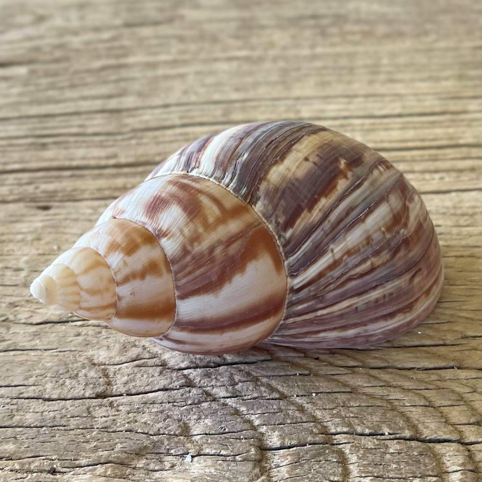 Achatina fulica shell - Lost archives store - product_name_for_sale - product_name_for_sale_australia - category_name