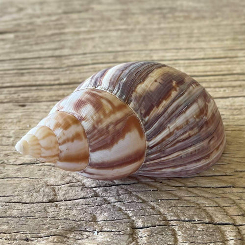 Achatina fulica shell - Lost archives store - product_name_for_sale - product_name_for_sale_australia - category_name