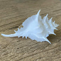 Alabaster murex shell - Lost archives store - product_name_for_sale - product_name_for_sale_australia - category_name