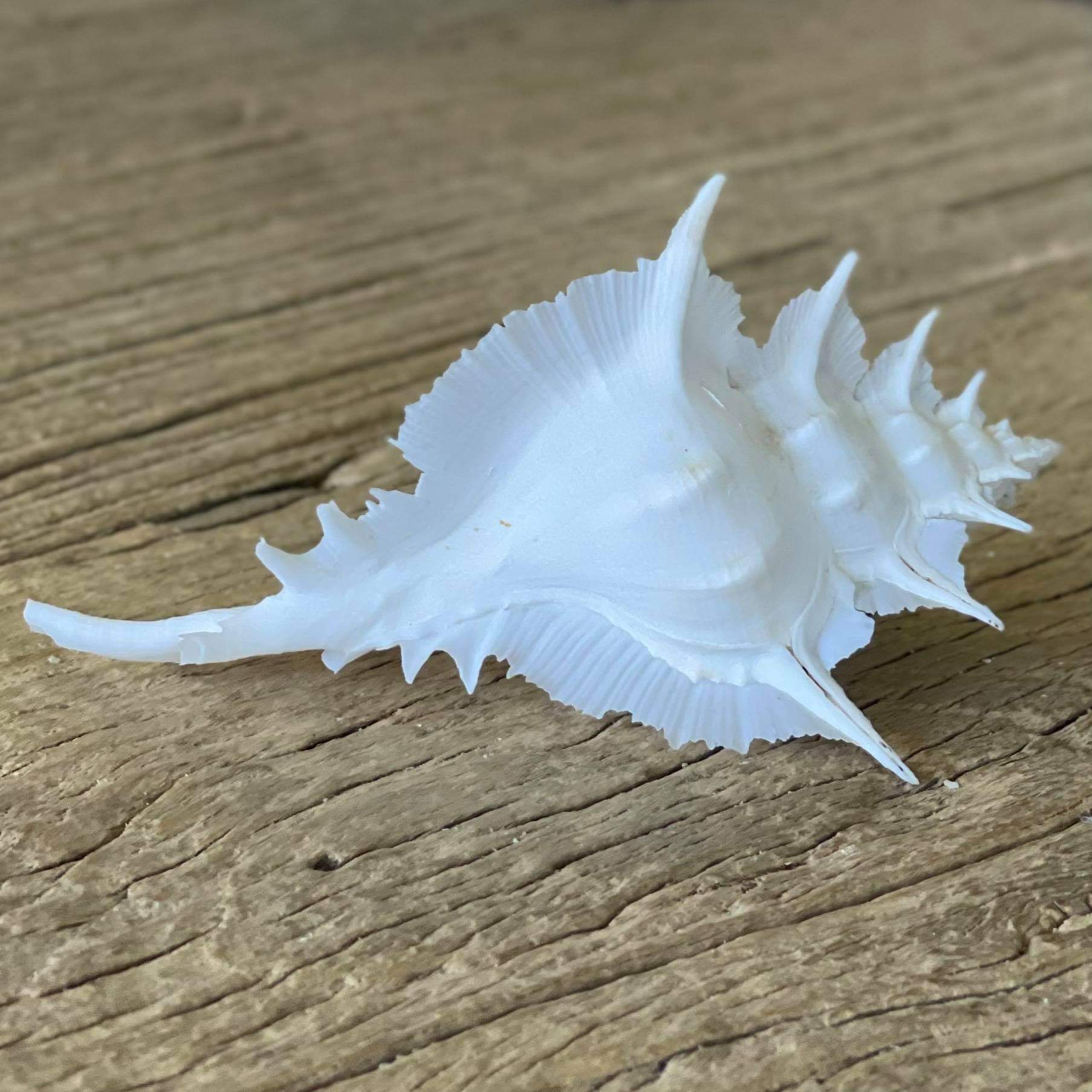 Alabaster murex shell - Lost archives store - product_name_for_sale - product_name_for_sale_australia - category_name