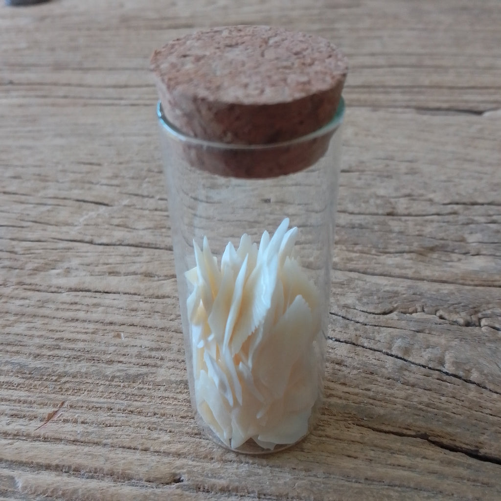 Alligator gar scale vial - Lost archives store - product_name_for_sale - product_name_for_sale_australia - category_name