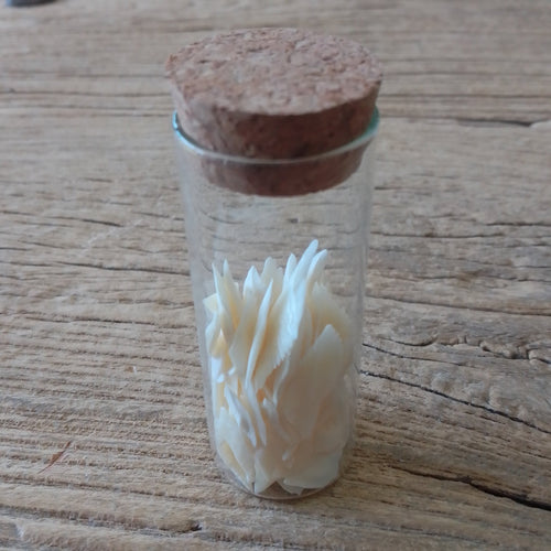 Alligator gar scale vial - Lost archives store - product_name_for_sale - product_name_for_sale_australia - category_name