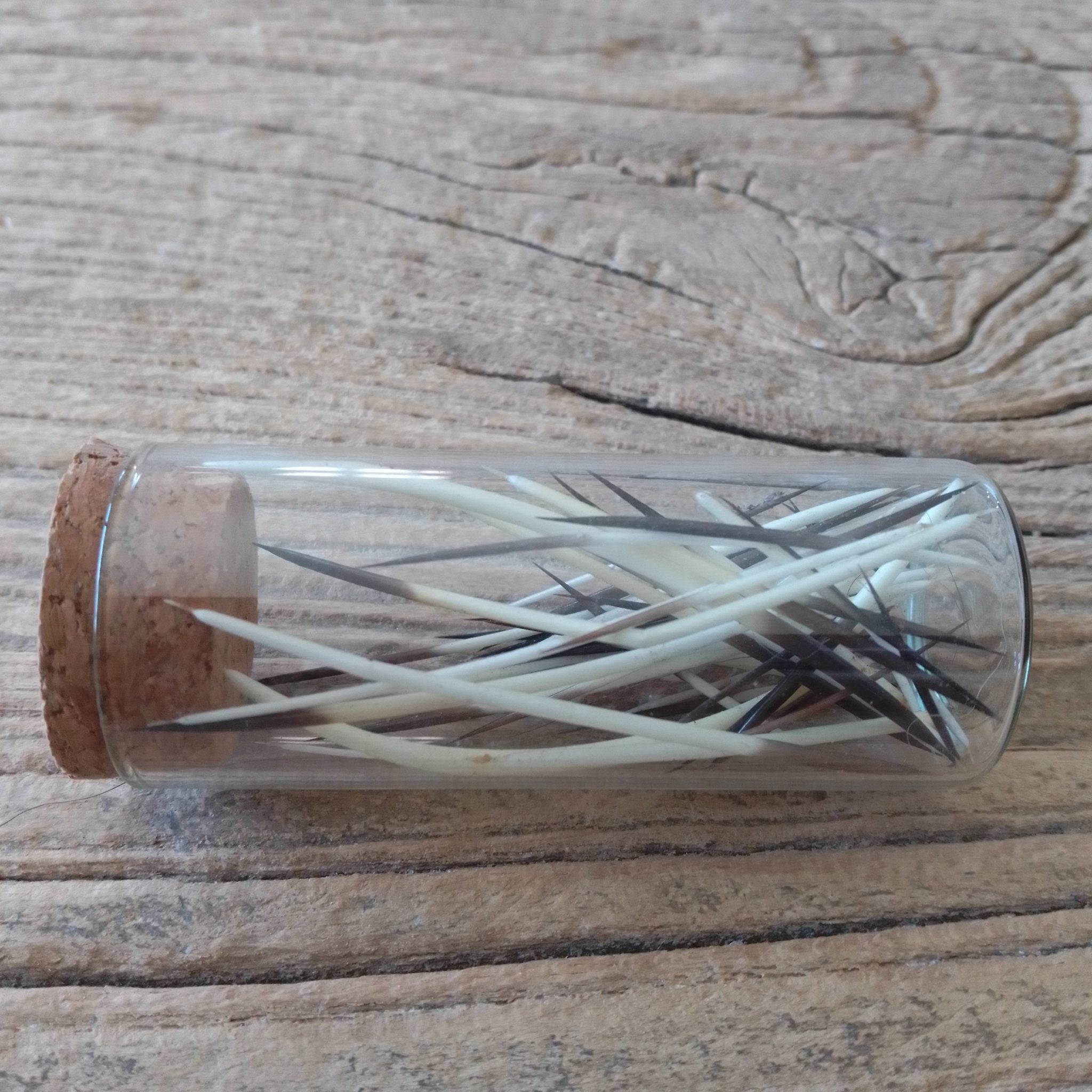 American Porcupine quill vial - Lost archives store - product_name_for_sale - product_name_for_sale_australia - category_name