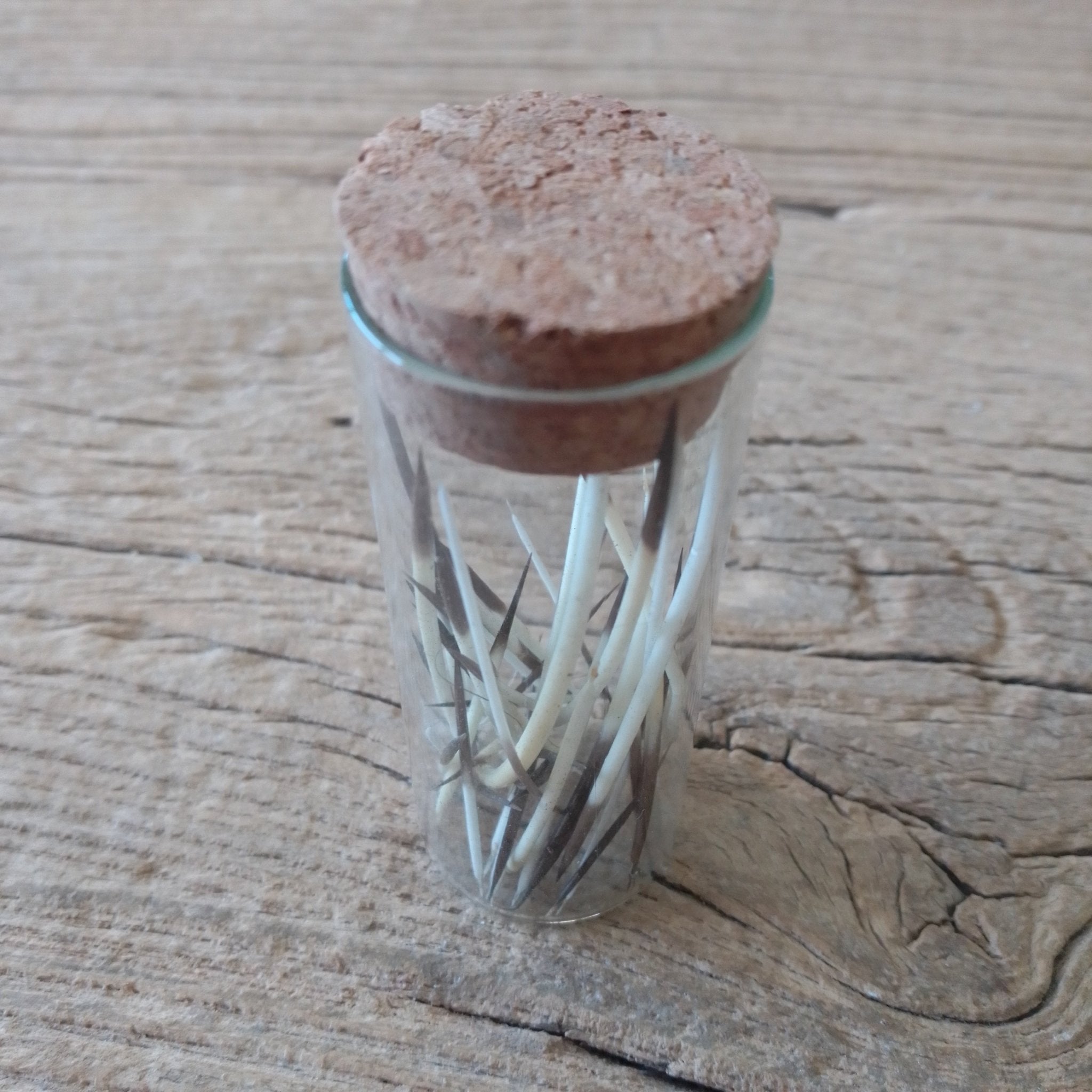 American Porcupine quill vial - Lost archives store - product_name_for_sale - product_name_for_sale_australia - category_name