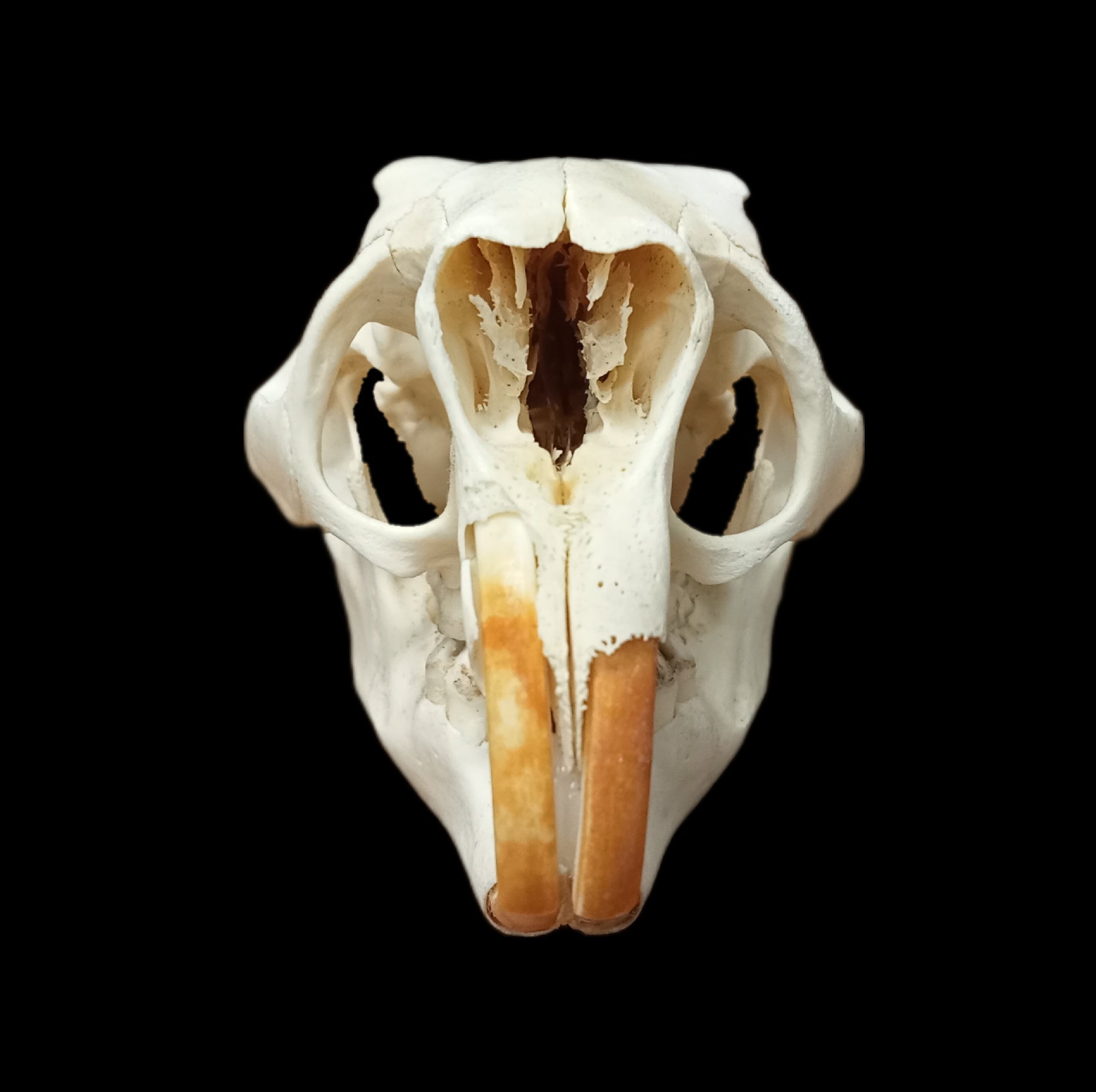 American Porcupine skull - Lost archives store - product_name_for_sale - product_name_for_sale_australia - category_name