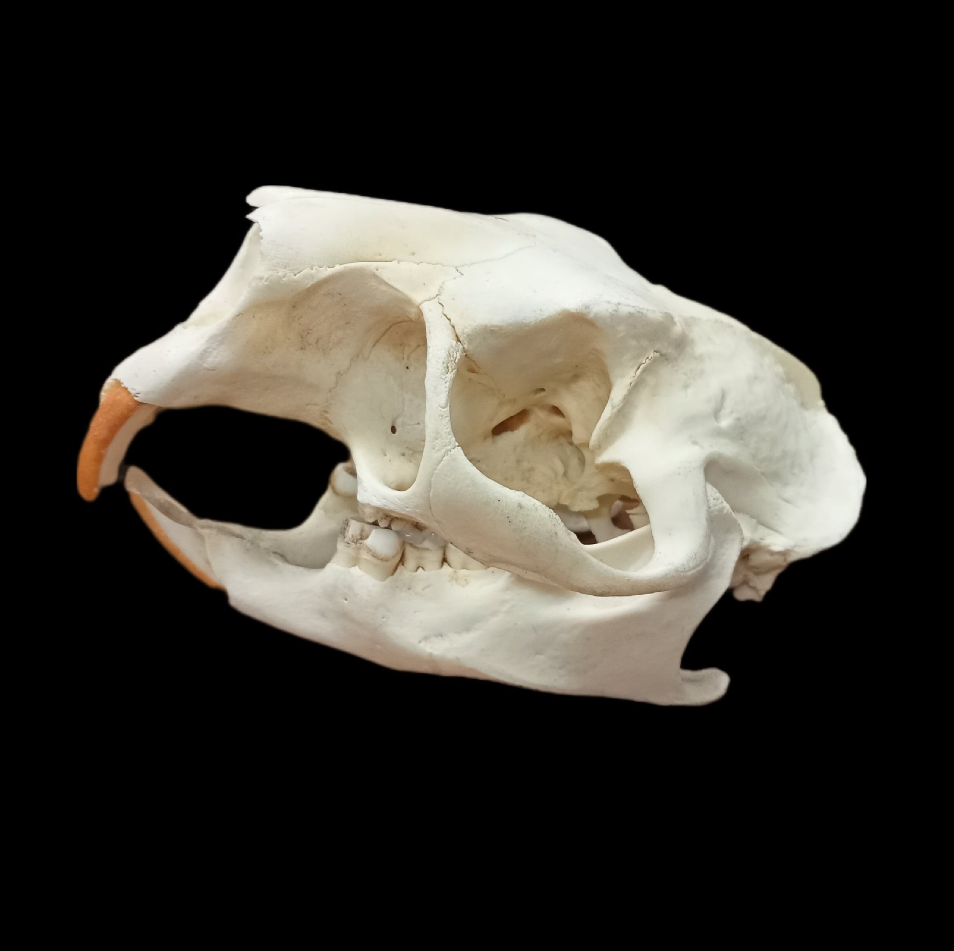 American Porcupine skull - Lost archives store - product_name_for_sale - product_name_for_sale_australia - category_name