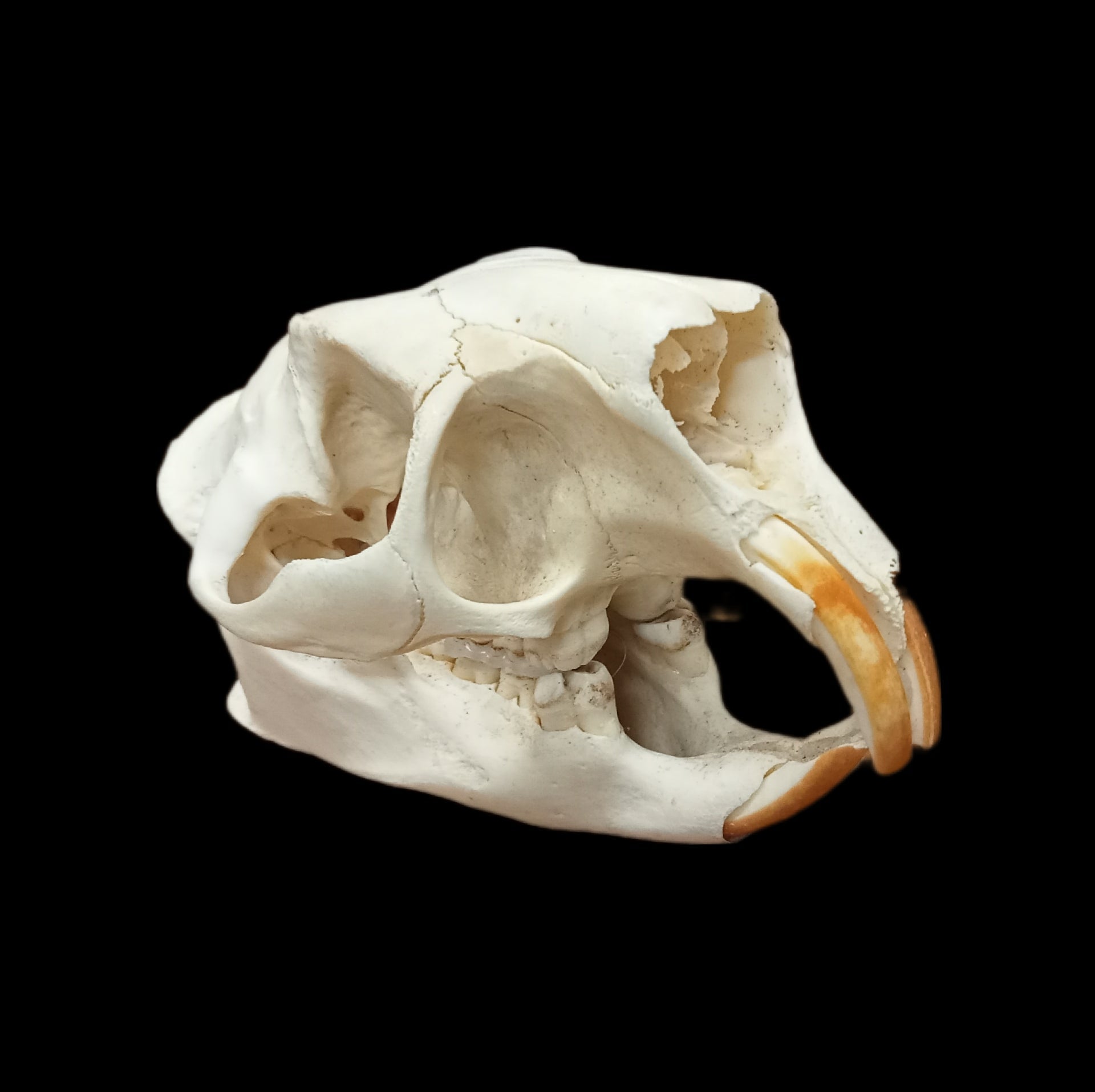 American Porcupine skull - Lost archives store - product_name_for_sale - product_name_for_sale_australia - category_name