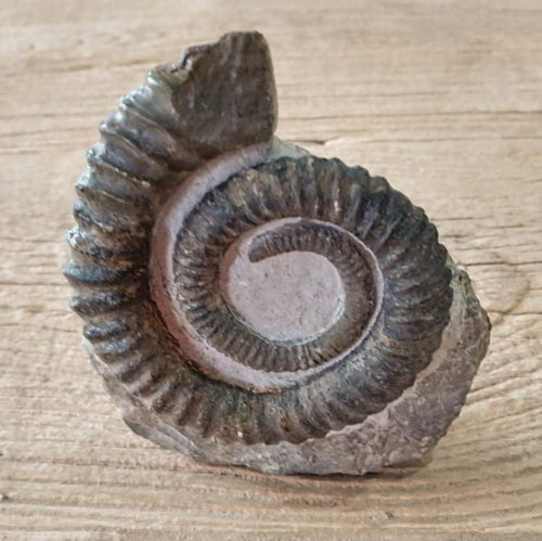 Anetoceras ammonite fossil - Lost archives store - product_name_for_sale - product_name_for_sale_australia - category_name