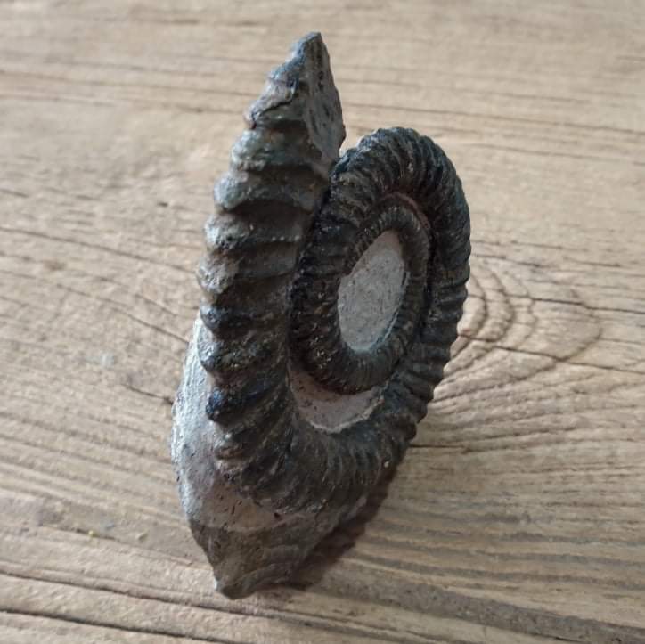 Anetoceras ammonite fossil - Lost archives store - product_name_for_sale - product_name_for_sale_australia - category_name