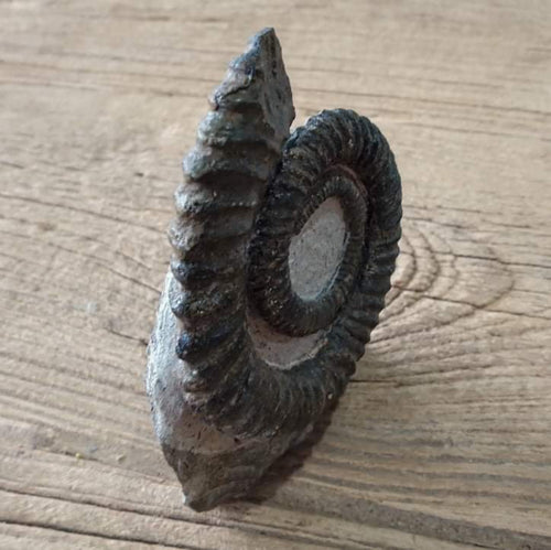 Anetoceras ammonite fossil - Lost archives store - product_name_for_sale - product_name_for_sale_australia - category_name