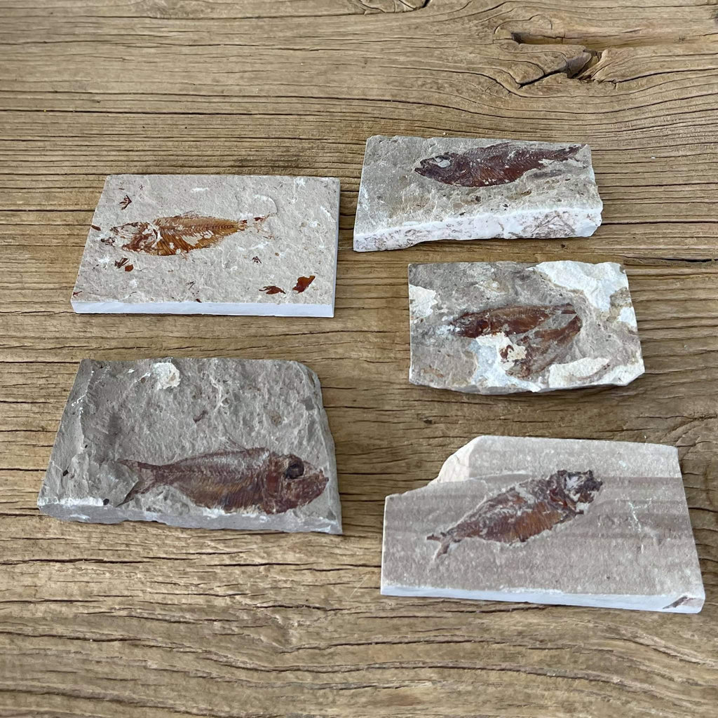 Armigatus fossil - Lost archives store - product_name_for_sale - product_name_for_sale_australia - category_name