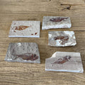 Armigatus fossil - Lost archives store - product_name_for_sale - product_name_for_sale_australia - category_name
