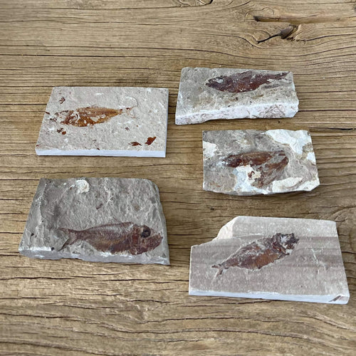 Armigatus fossil - Lost archives store - product_name_for_sale - product_name_for_sale_australia - category_name