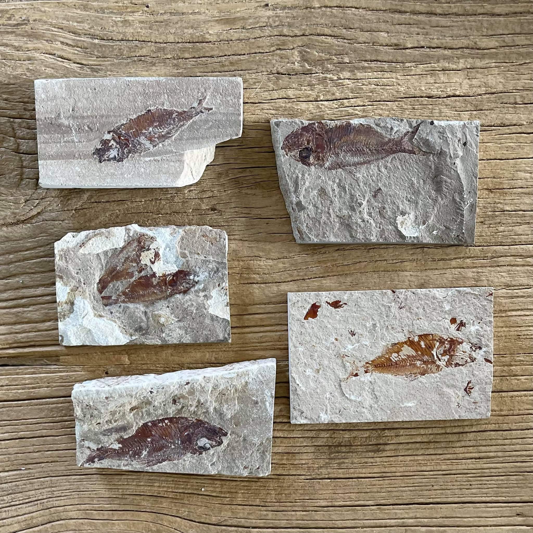 Armigatus fossil - Lost archives store - product_name_for_sale - product_name_for_sale_australia - category_name