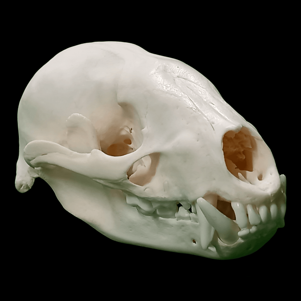 Asian Badger skull - Lost archives store - product_name_for_sale - product_name_for_sale_australia - category_name