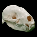 Asian Badger skull - Lost archives store - product_name_for_sale - product_name_for_sale_australia - category_name