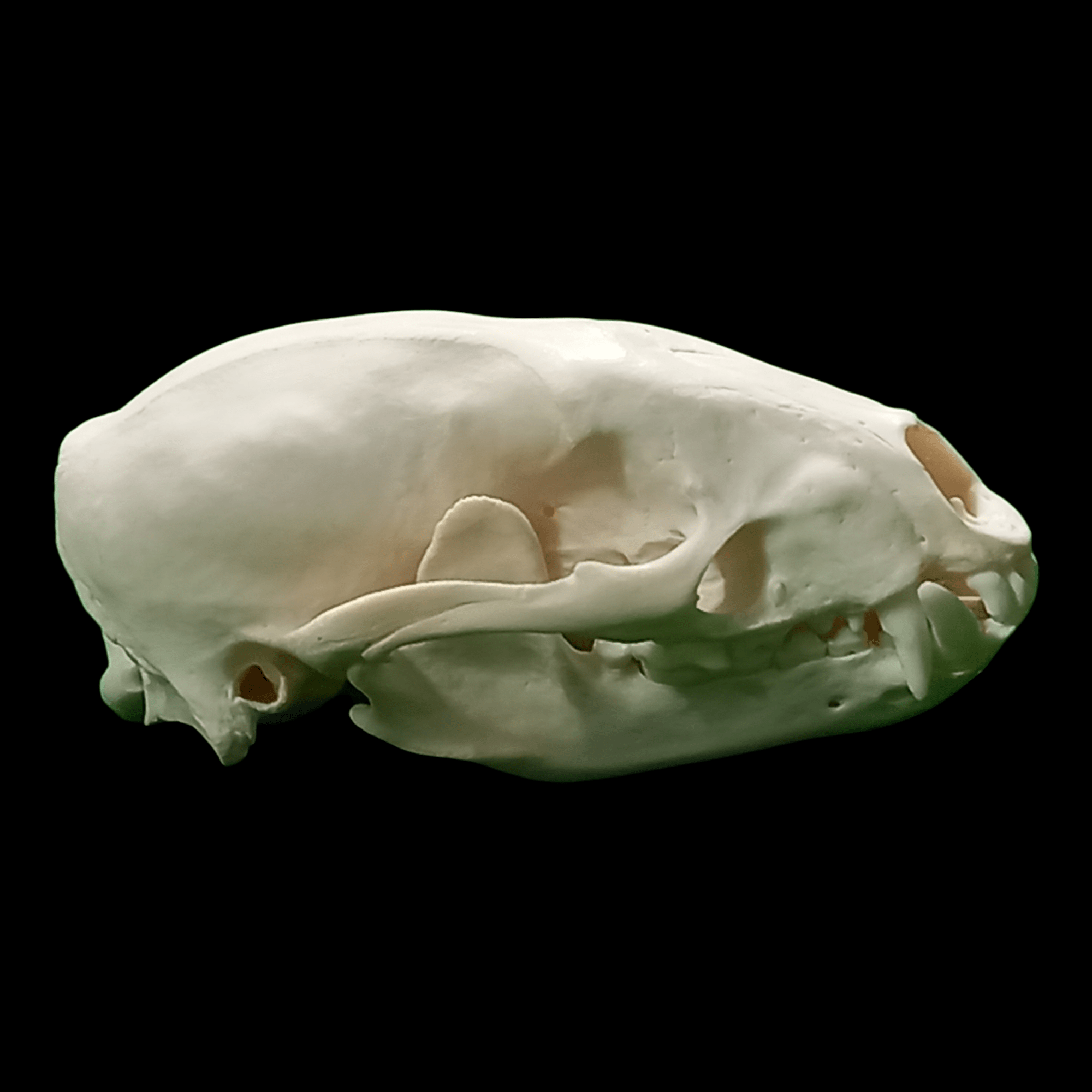 Asian Badger skull - Lost archives store - product_name_for_sale - product_name_for_sale_australia - category_name
