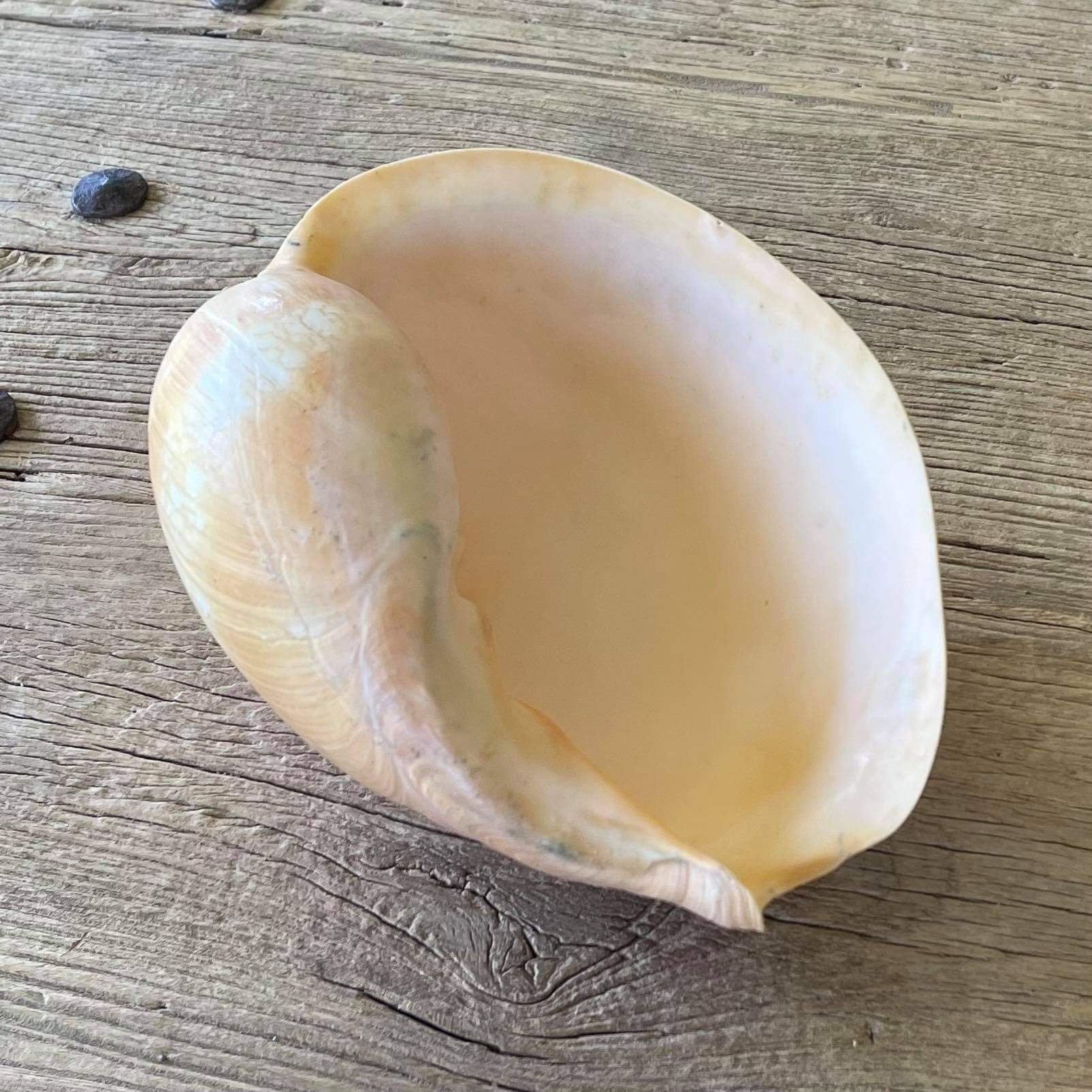 Bailer shell - Lost archives store - product_name_for_sale - product_name_for_sale_australia - category_name