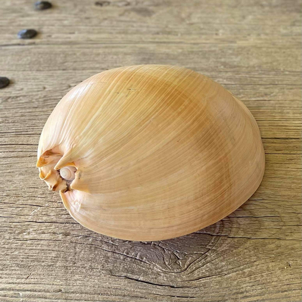 Bailer shell - Lost archives store - product_name_for_sale - product_name_for_sale_australia - category_name