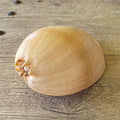 Bailer shell - Lost archives store - product_name_for_sale - product_name_for_sale_australia - category_name