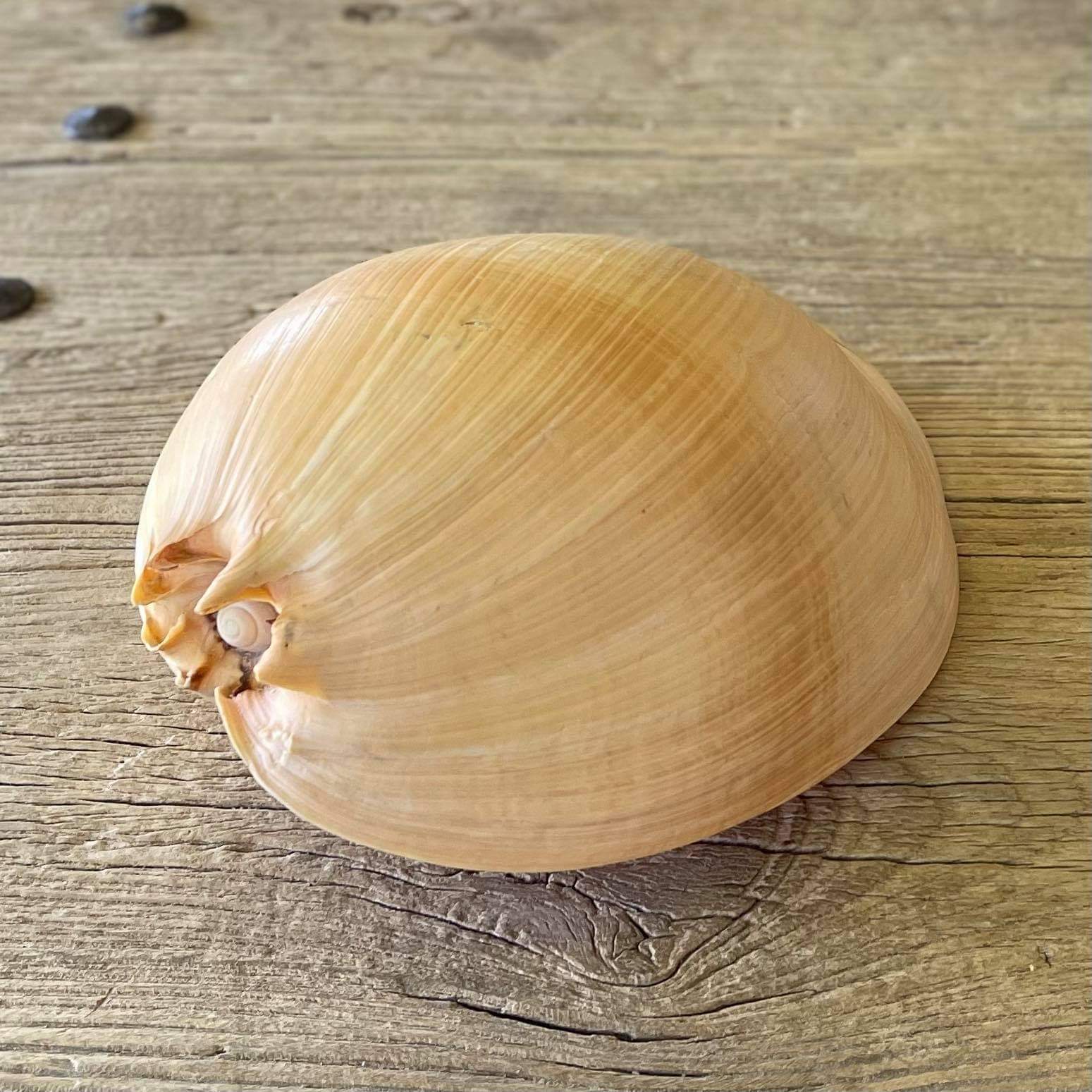 Bailer shell - Lost archives store - product_name_for_sale - product_name_for_sale_australia - category_name