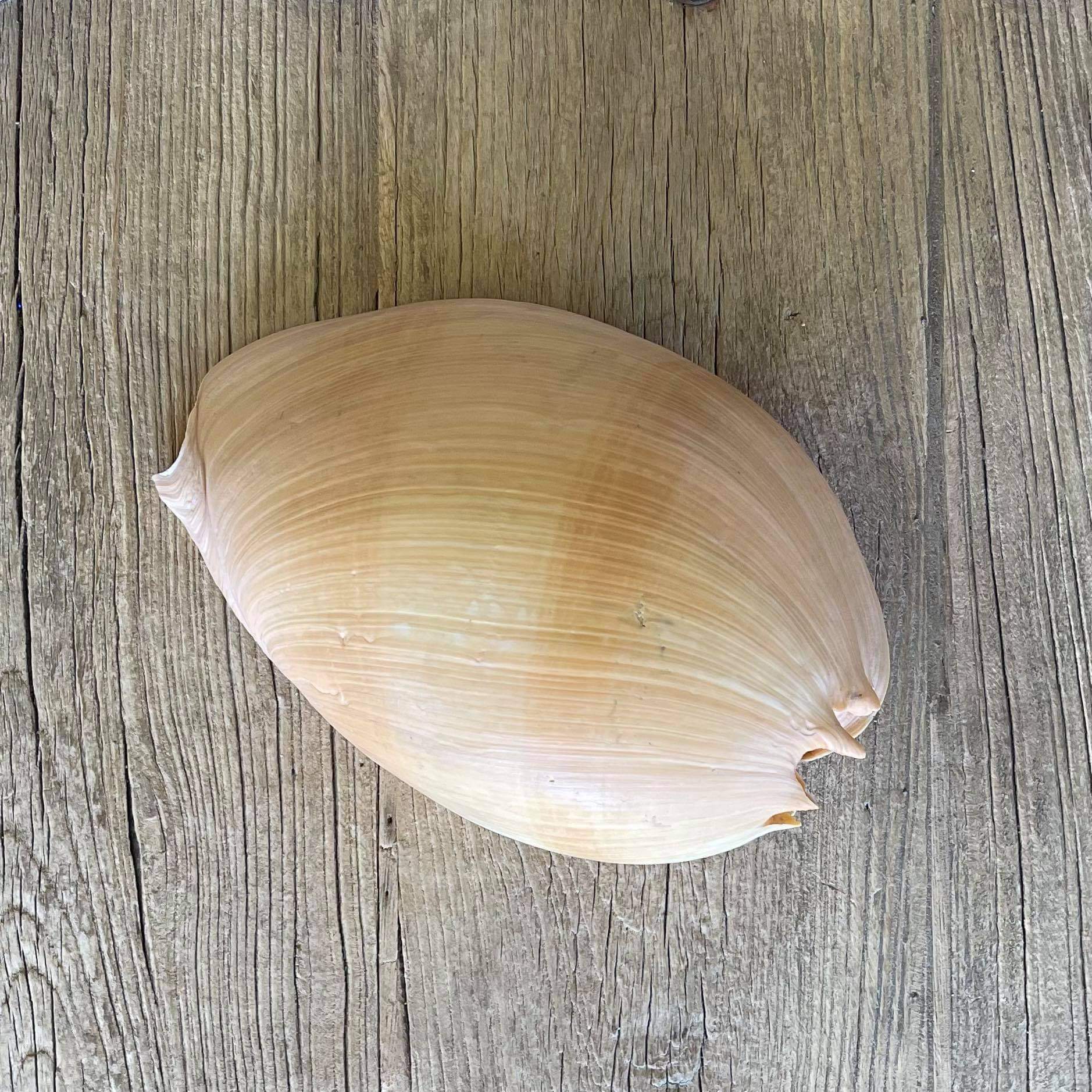Bailer shell - Lost archives store - product_name_for_sale - product_name_for_sale_australia - category_name
