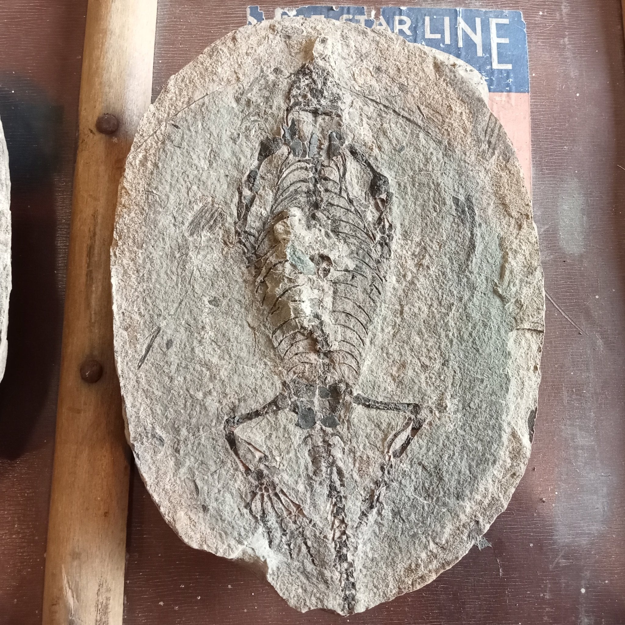 Barasaurus fossils - Lost archives store - product_name_for_sale - product_name_for_sale_australia - category_name