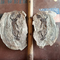 Barasaurus fossils - Lost archives store - product_name_for_sale - product_name_for_sale_australia - category_name