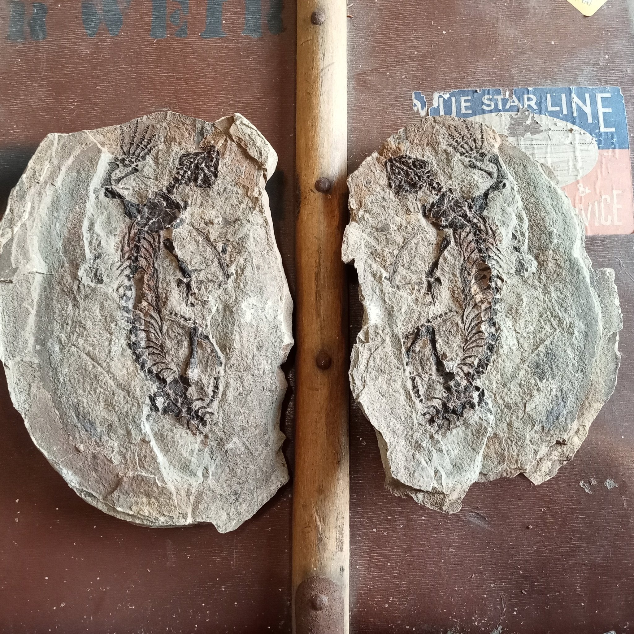 Barasaurus fossils - Lost archives store - product_name_for_sale - product_name_for_sale_australia - category_name