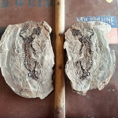 Barasaurus fossils - Lost archives store - product_name_for_sale - product_name_for_sale_australia - category_name