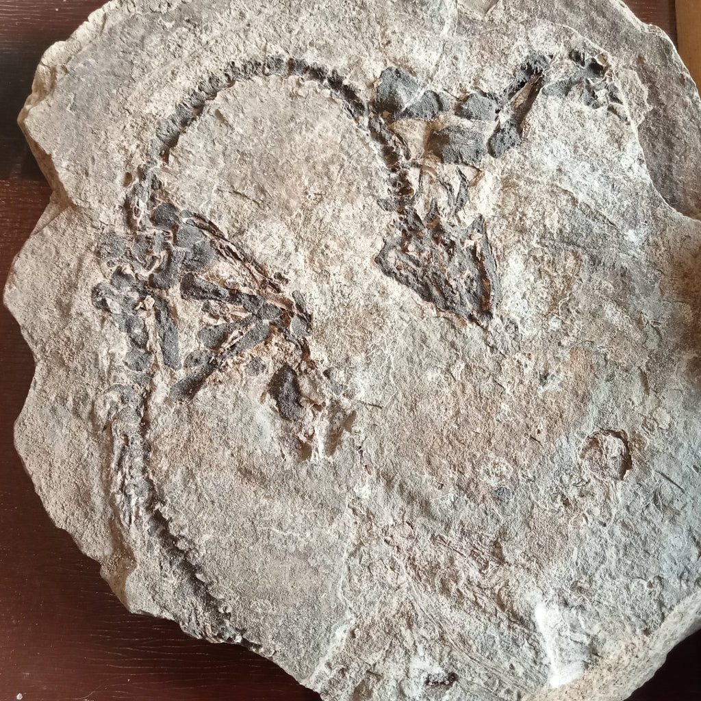 Barasaurus fossils - Lost archives store - product_name_for_sale - product_name_for_sale_australia - category_name
