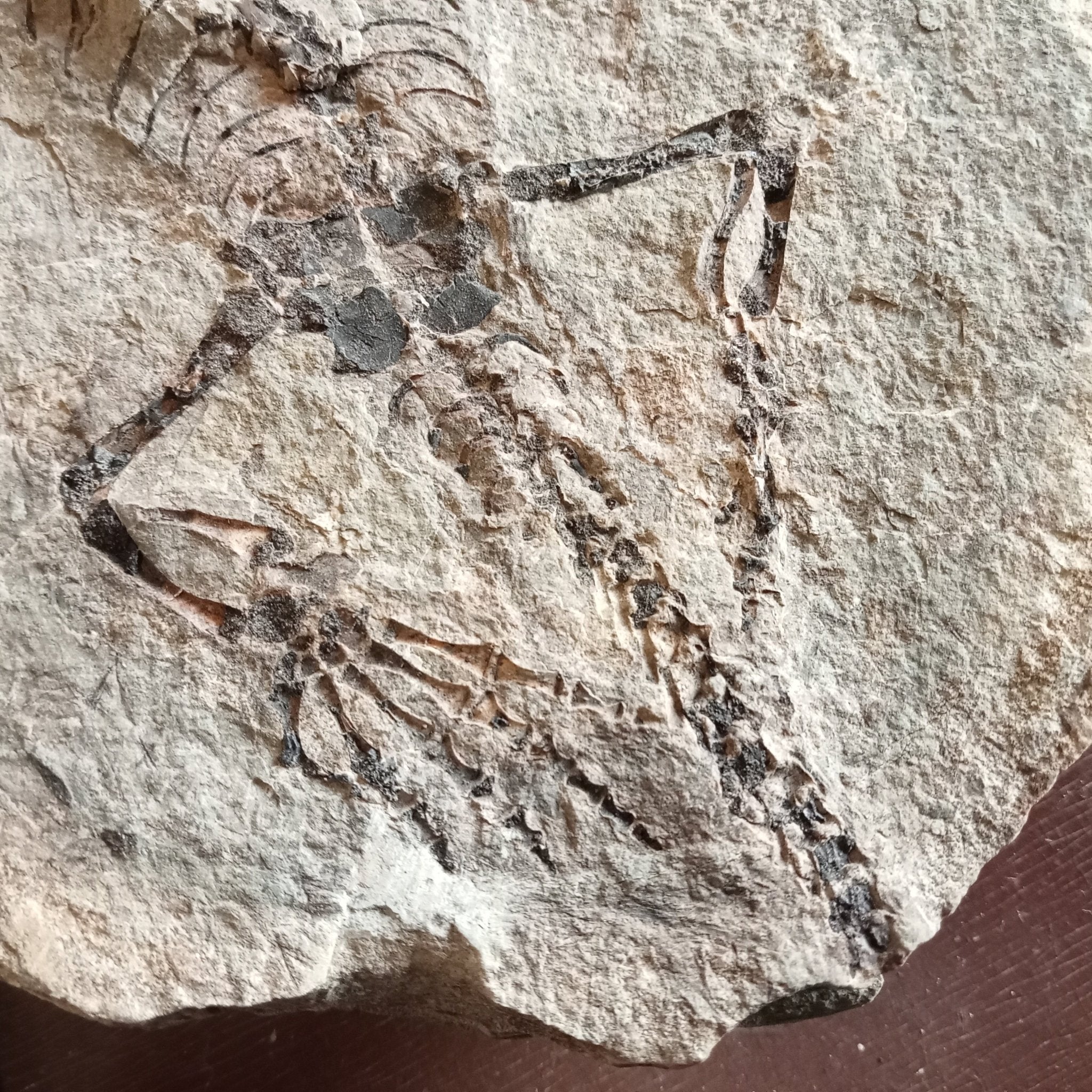 Barasaurus fossils - Lost archives store - product_name_for_sale - product_name_for_sale_australia - category_name