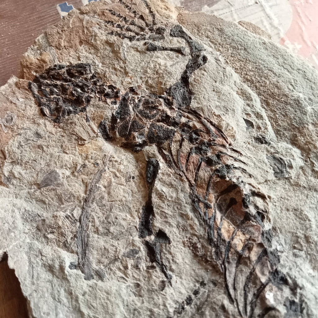Barasaurus fossils - Lost archives store - product_name_for_sale - product_name_for_sale_australia - category_name