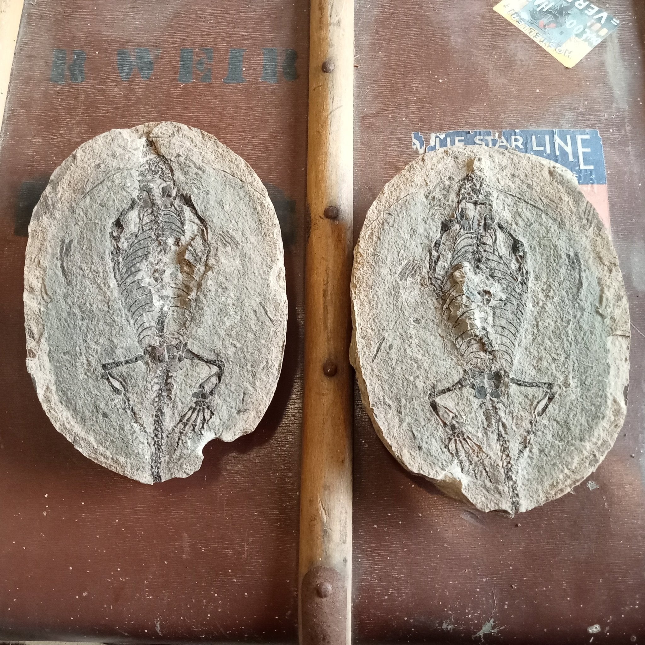 Barasaurus fossils - Lost archives store - product_name_for_sale - product_name_for_sale_australia - category_name