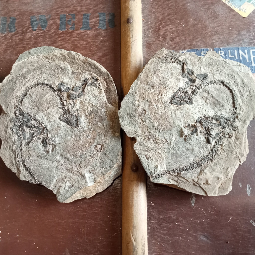 Barasaurus fossils - Lost archives store - product_name_for_sale - product_name_for_sale_australia - category_name